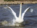 Bewick's Swan (WWT Slimbridge April 2013) - pic by Nigel Key